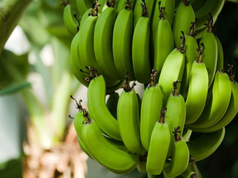 Jak rostou banány