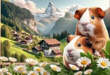 Ve Švýcarsku je zakázáno mít jenom 1 morče