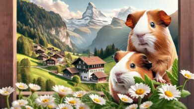 Ve Švýcarsku je zakázáno mít jenom 1 morče